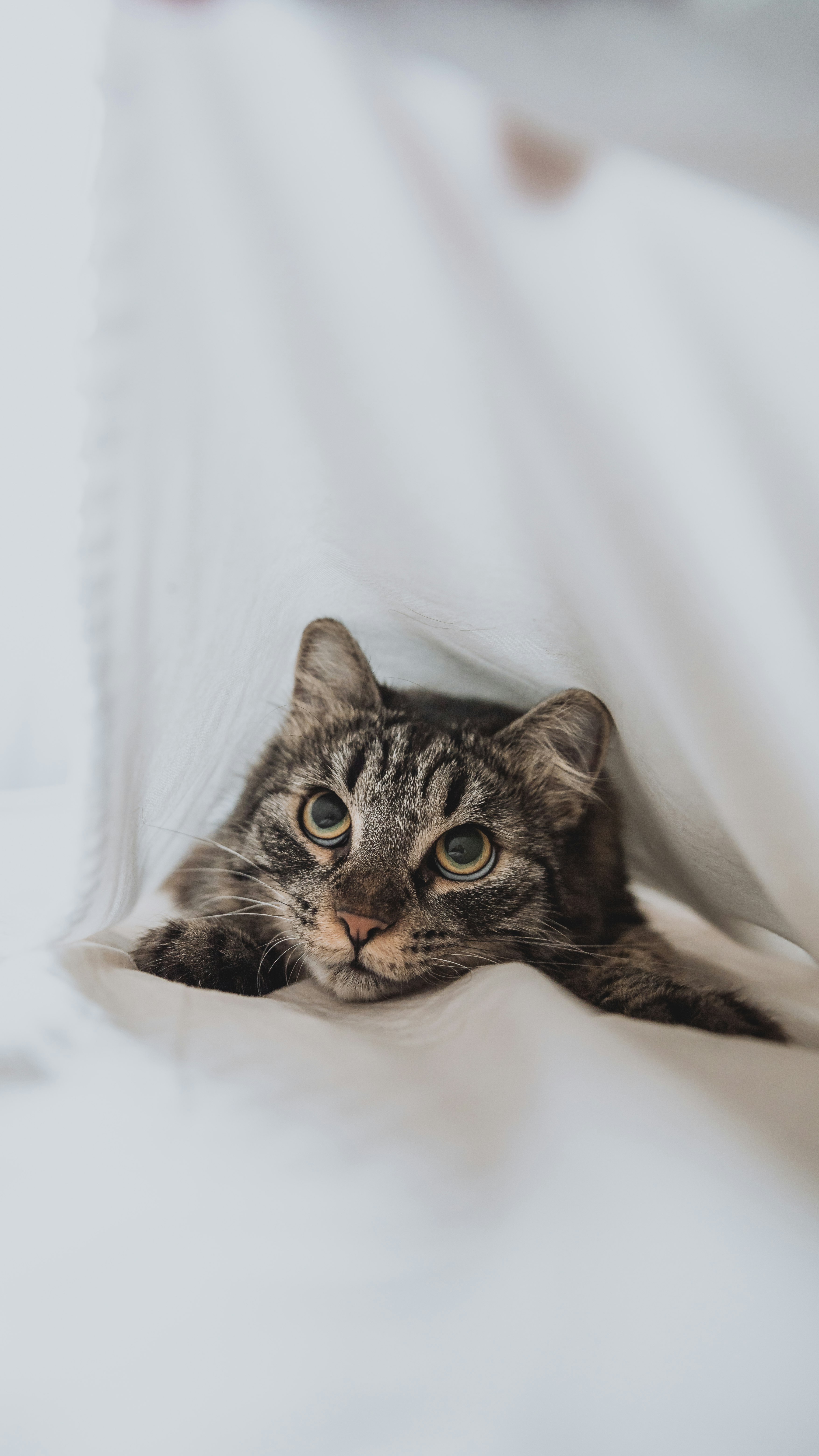 brown tabby cat on white textile